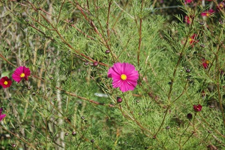 FranceA (61)