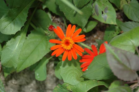 FranceB (62)